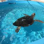 Loggerhead Marinelife Center