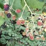 Wild Blackberry Picking