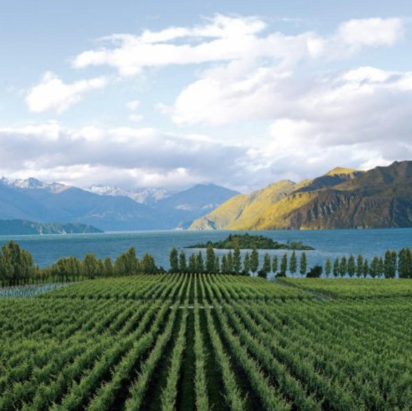 New Zealand Vineyard Tour & Wine Tasting on our Honeymoon