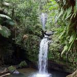 El Yunque National Forest