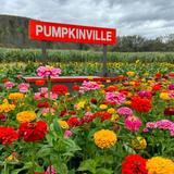 Pumpkinville