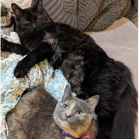 Fur babies