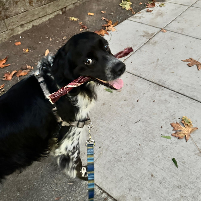 Year's Supply Of Monty Treats and Toys