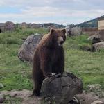Montana Grizzly Encounter