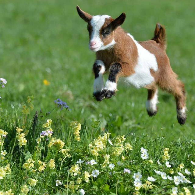Goatscaping