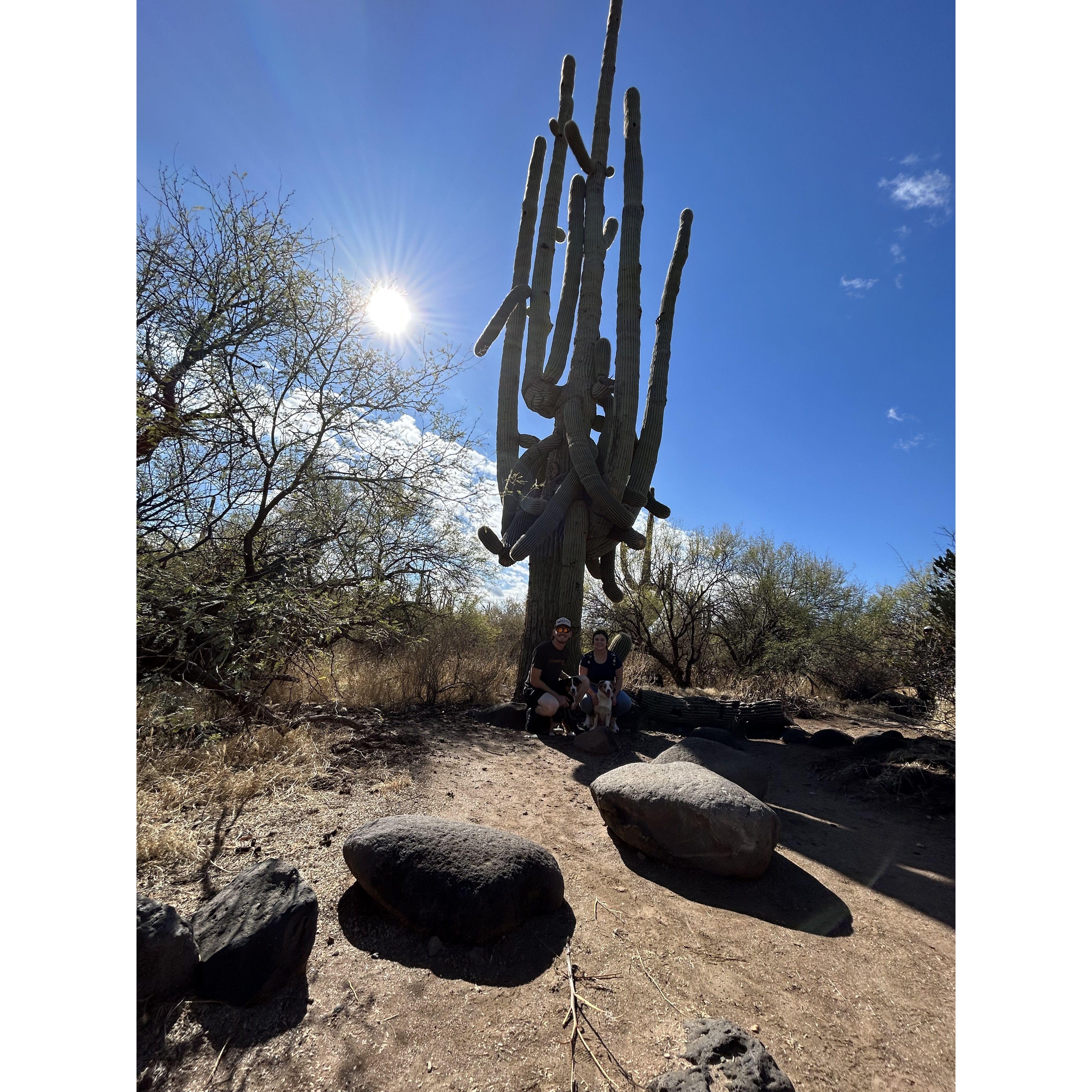 A picture with the boys in front of the biggest cactus ever!
