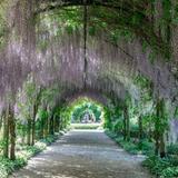 Alowyn Gardens