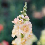Sandhills Horticultural Gardens