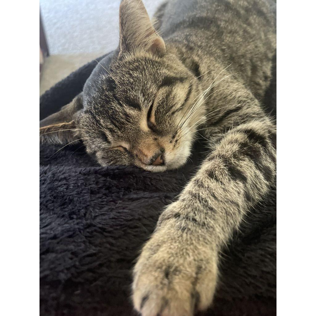 Introducing our cat, Michael <3