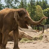 Oregon Zoo
