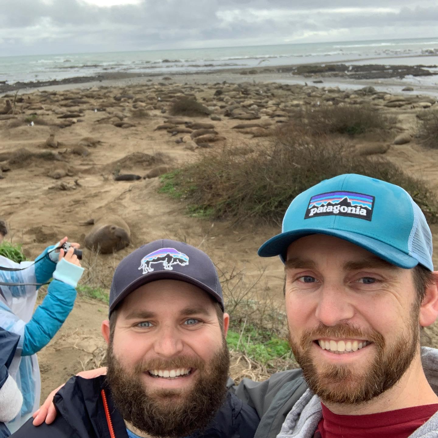 Elephant Seals in Ano Nuevo