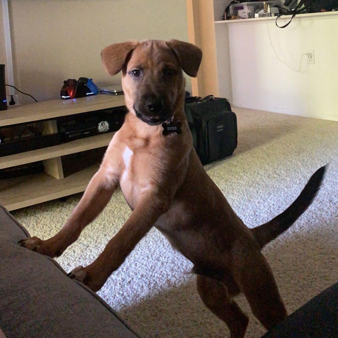 Our sweet boy in our first apartment!