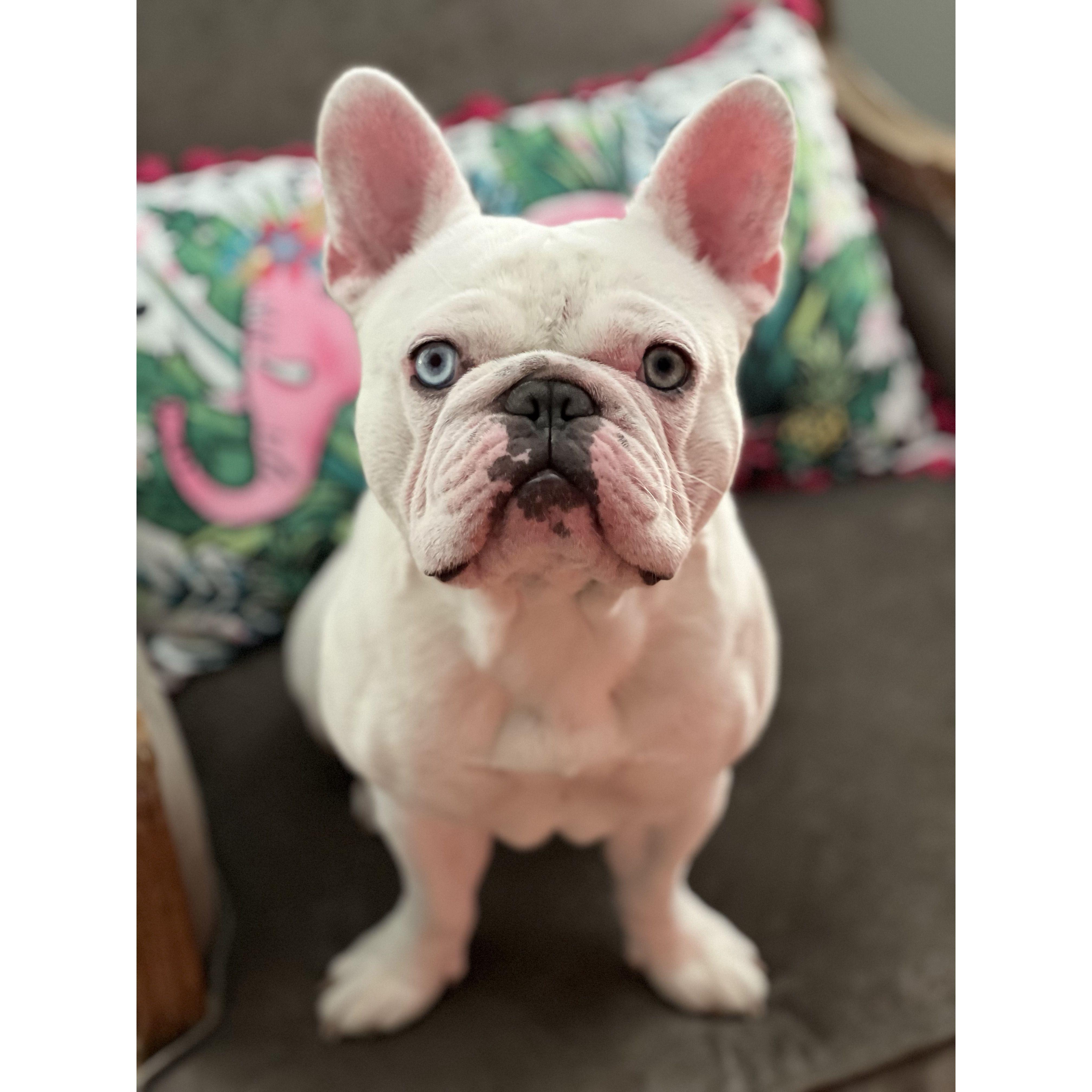 Our youngest fur baby, Franklin