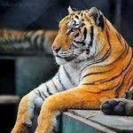 Catty Shack Ranch Wildlife Sanctuary