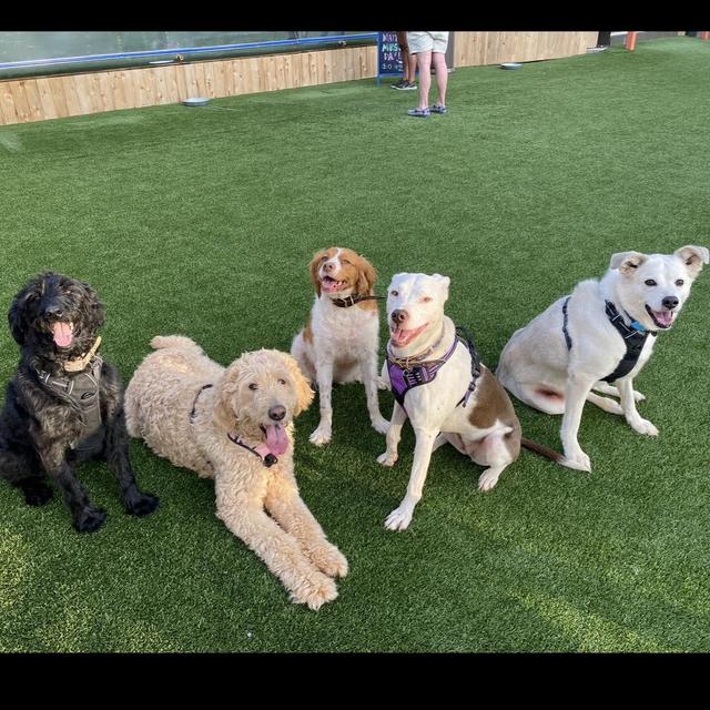 Year's Supply Of Pet Treats