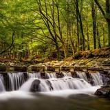 Tollymore Forest Park
