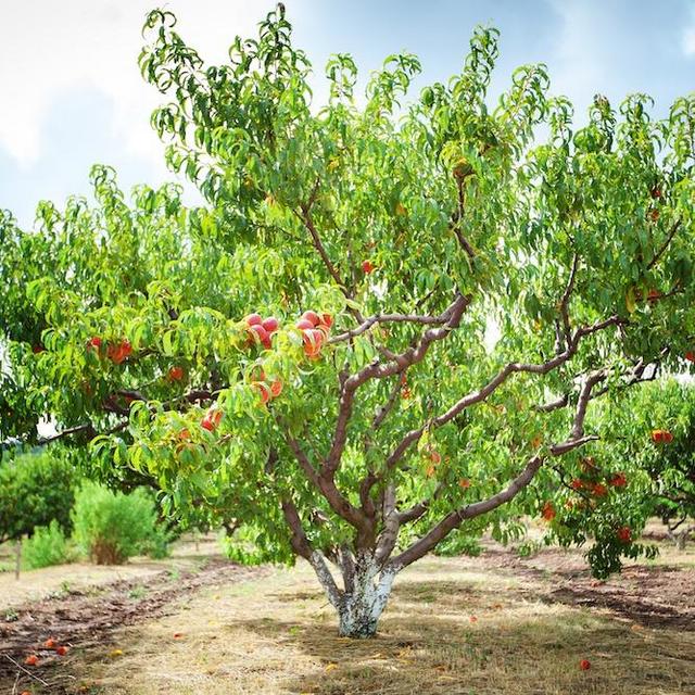 Peach Tree