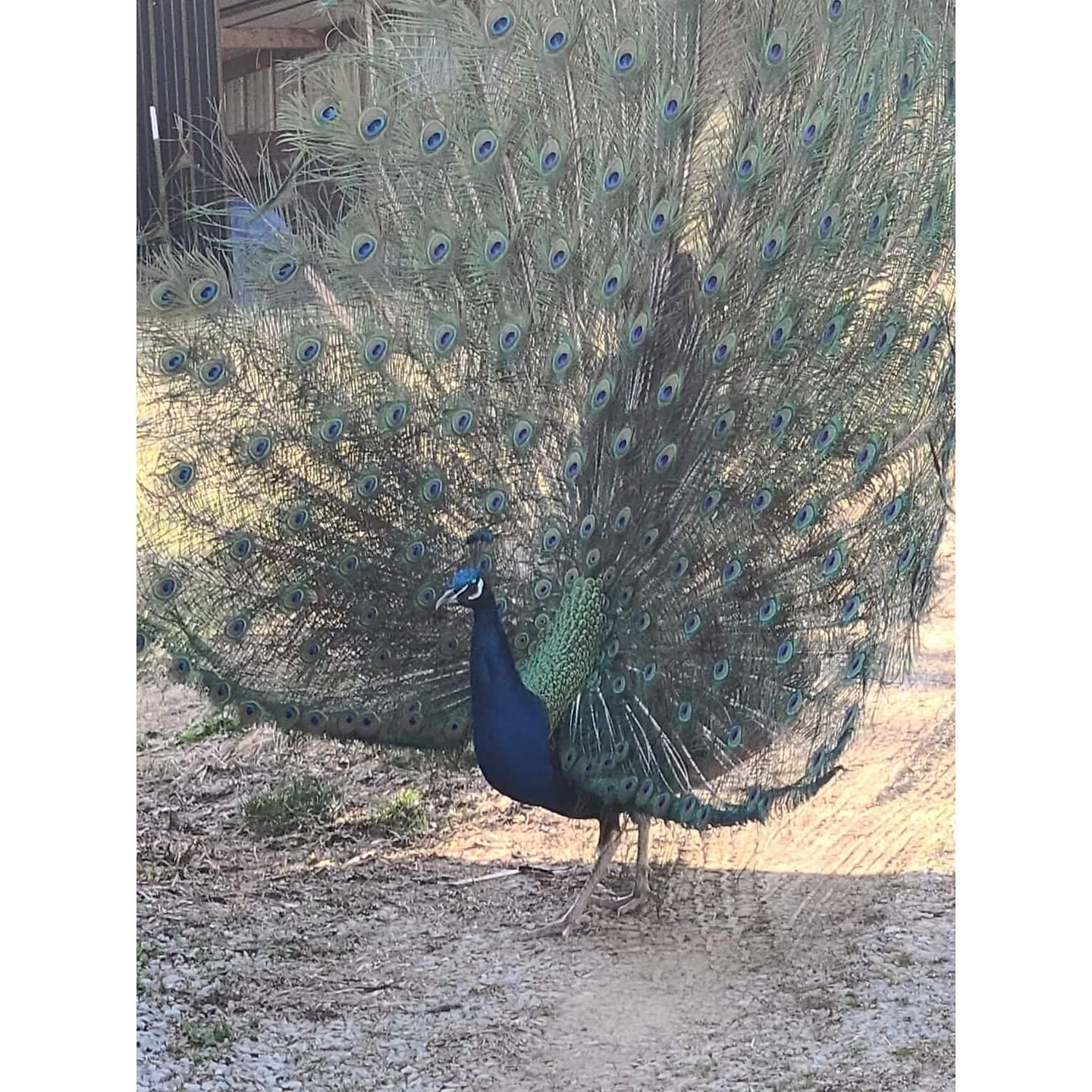 Our guard bird, Hank!