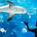 Adventure Aquarium