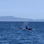 Chris' Fishing and Whale Watching