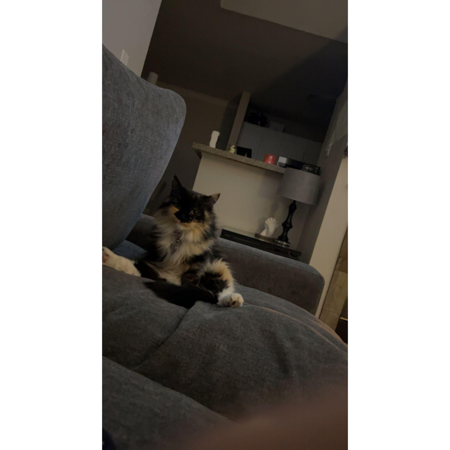 Our first fur baby Poptart Cinnomon Denning!
