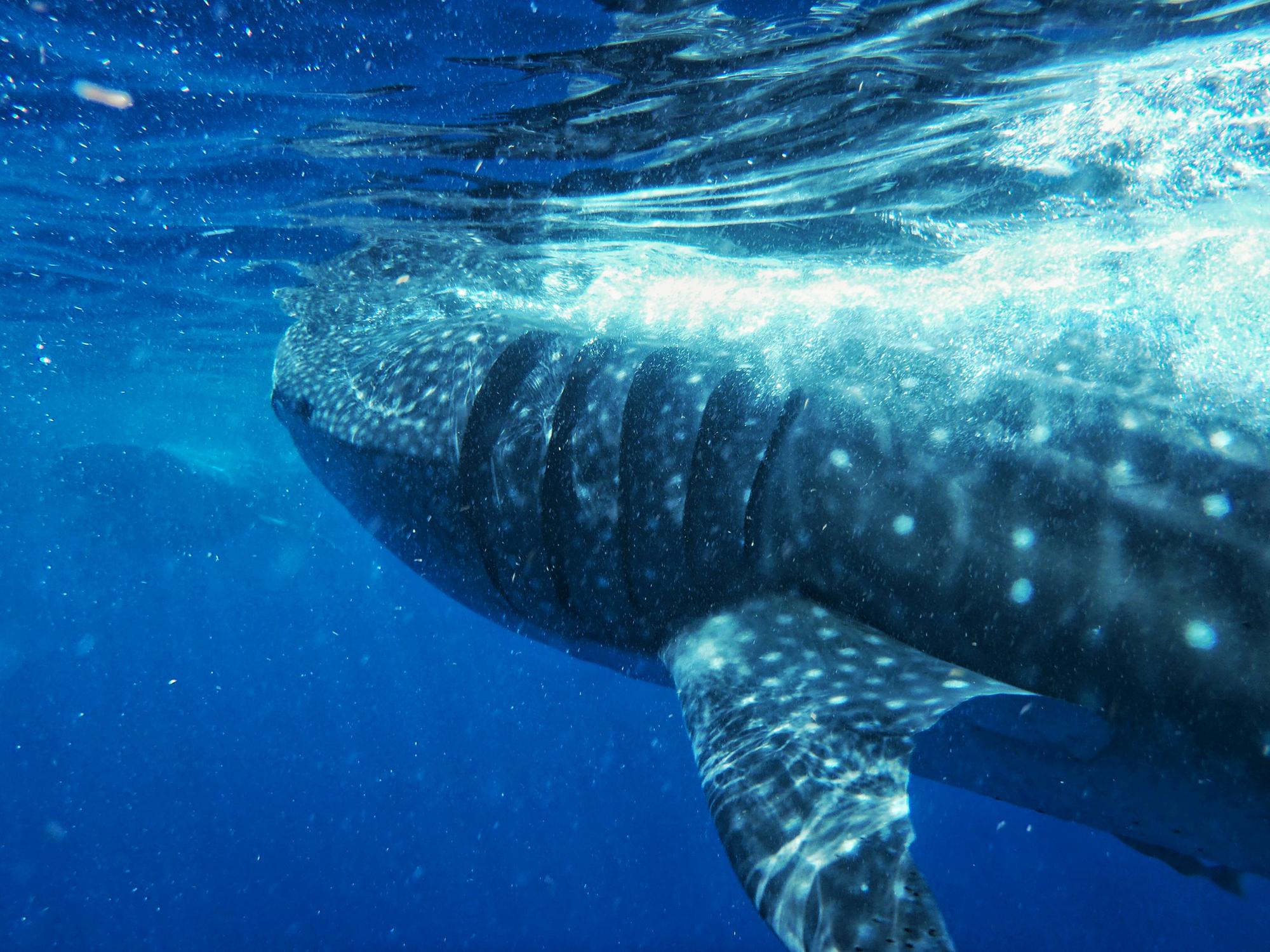 Beautiful Whale Shark spotting! Whale Shark migration season is short lived: starts at the end of May until early August