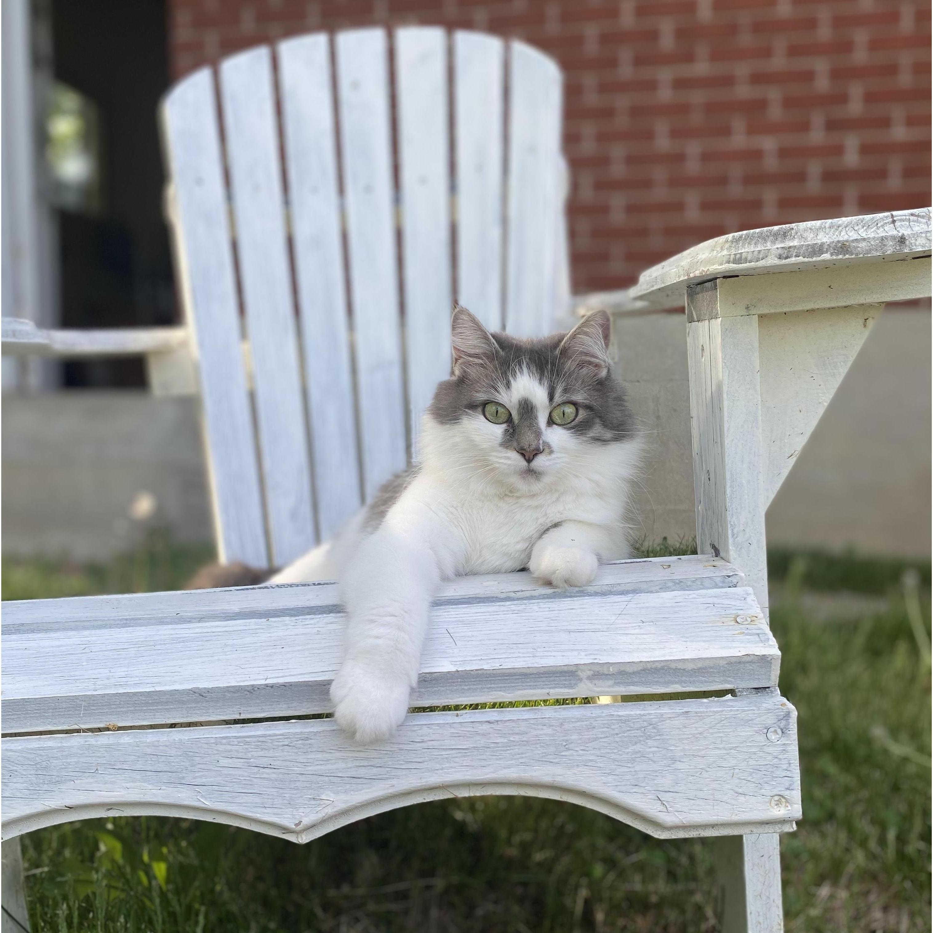 The OG Kitten. Cookie!