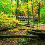 Asbury Woods