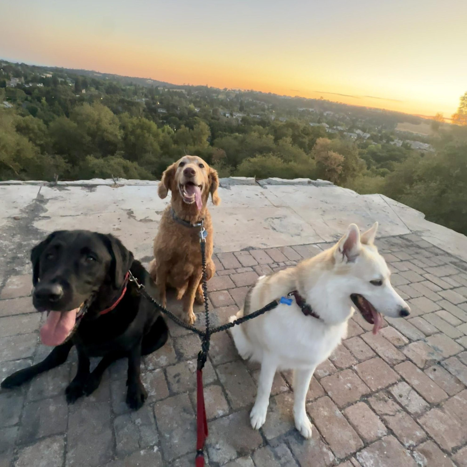 Fur Babies
