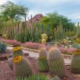 Desert Botanical Garden
