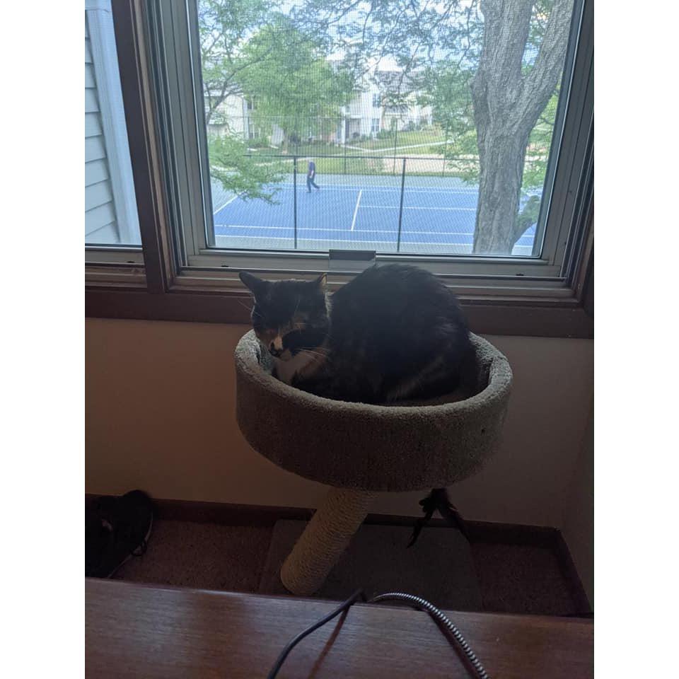 Tot's first cat tree :)