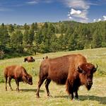 Custer State Park