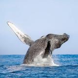 Catamaran Whale Watching Tour