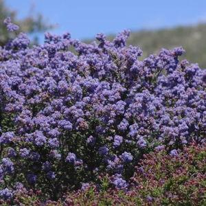 California Lilac (4)