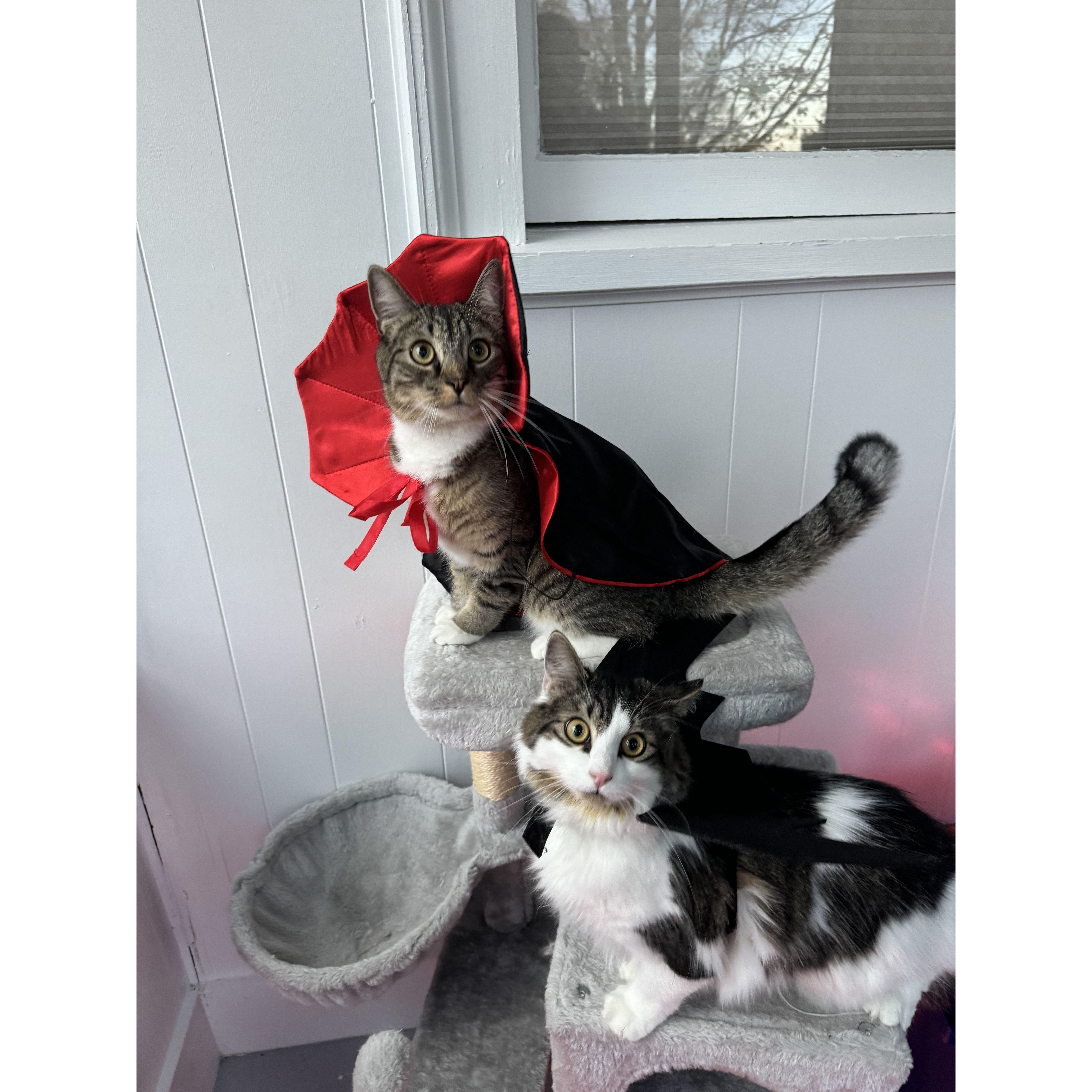 And of course we had to dress the cats up