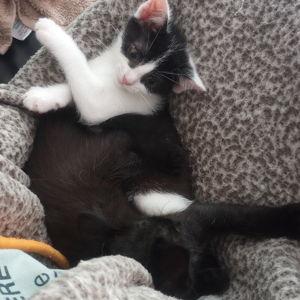 Our Kittens