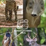 Tikal National park