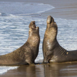 Elephant Seal Vista Point