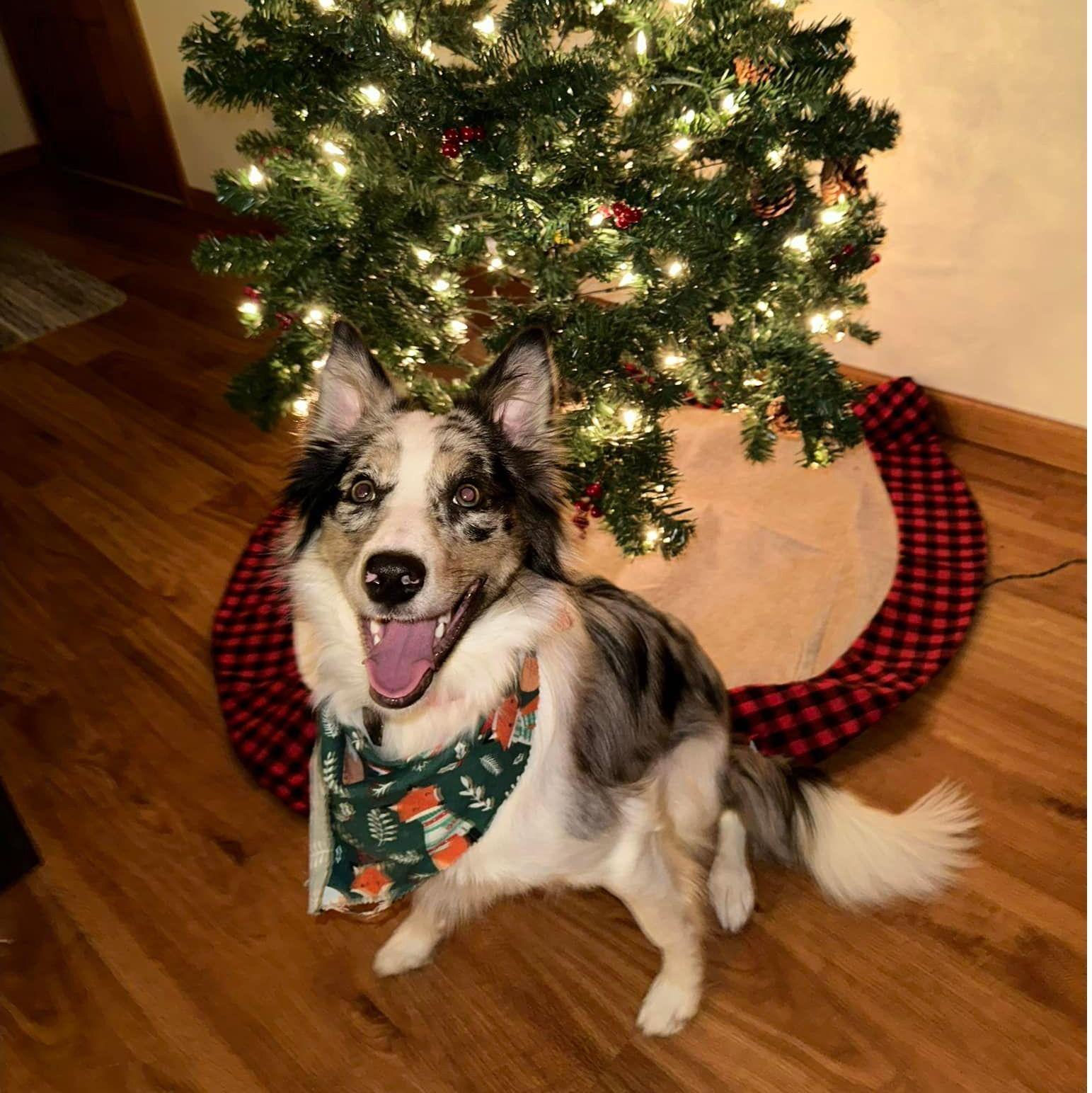 Layla's First Christmas - 2023