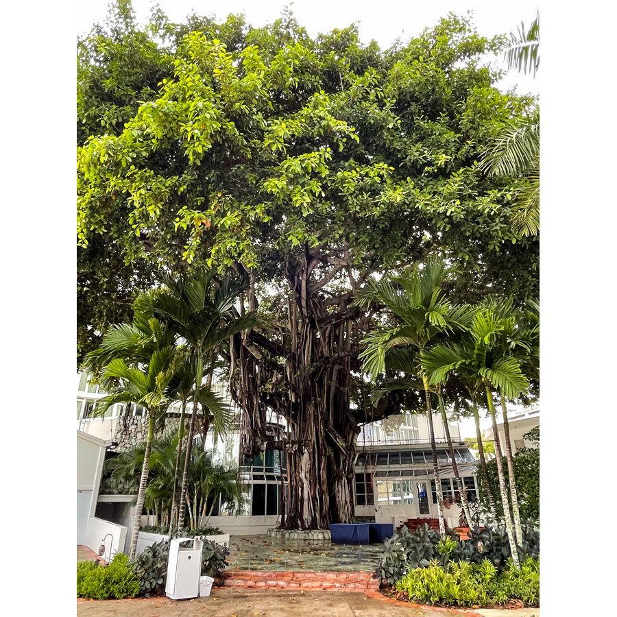 Banyan Tree