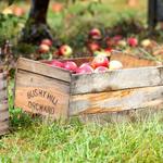 Clark Farms Inc at Bushy Hill Orchard