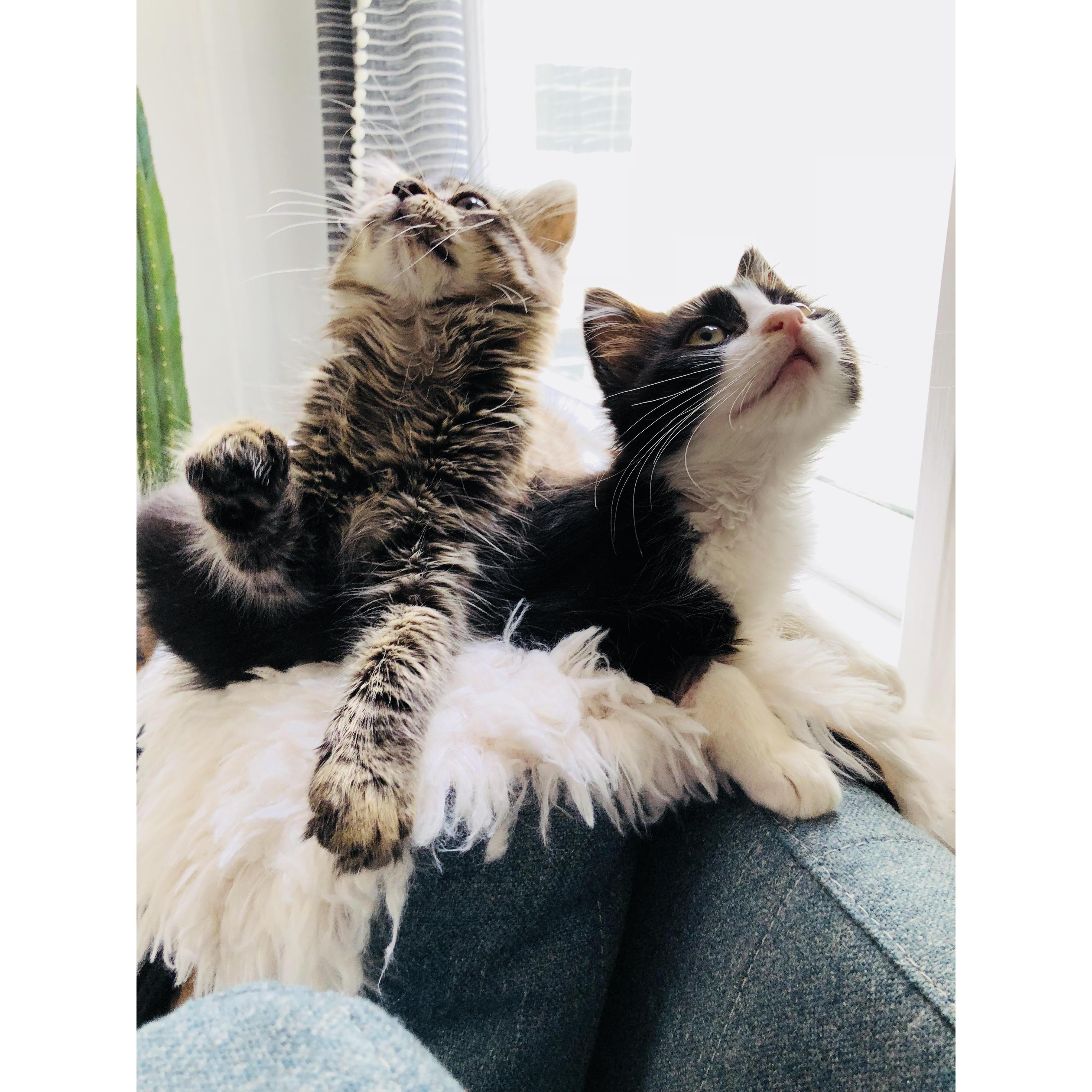 Meow