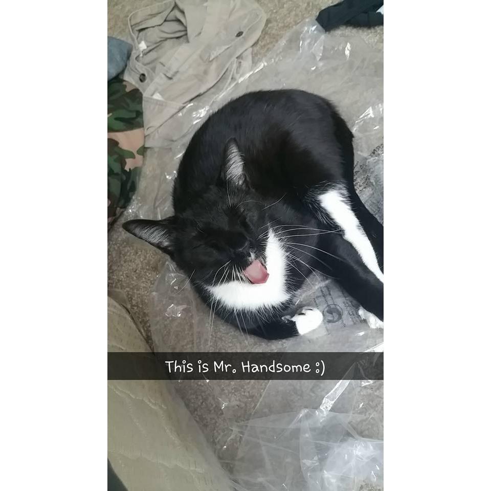 This is our kitty Mr. Handsome ❤️