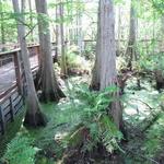 Busch Wildlife Sanctuary