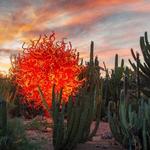 Desert Botanical Garden
