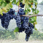 Brandywine Valley Wine Trail