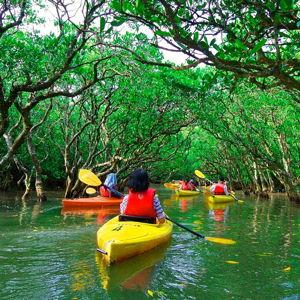 Honeymoon: Kayaking Tour through the Mangroves