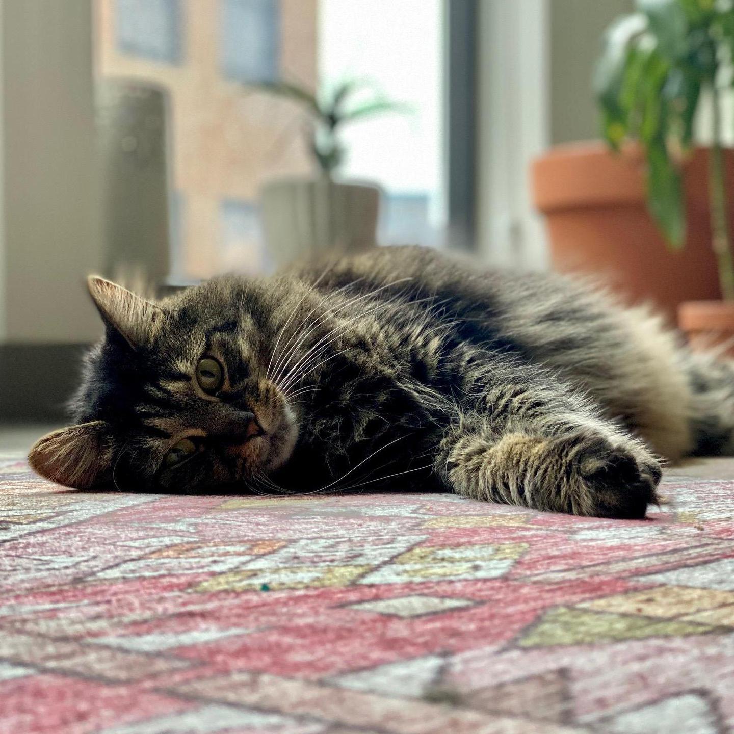 Miss Grumps
