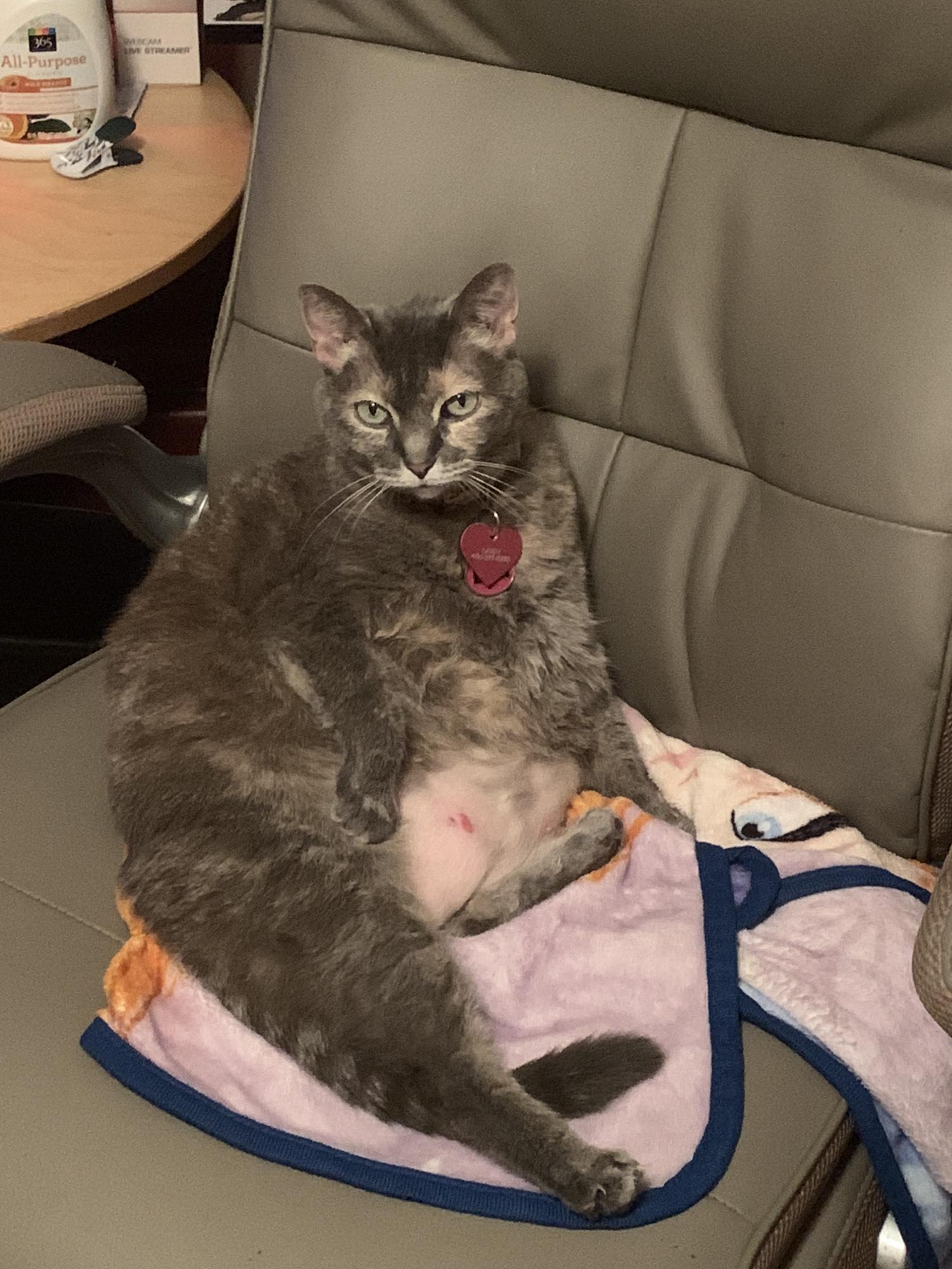 Our weird cat who thinks she’s a dog, Sandy.