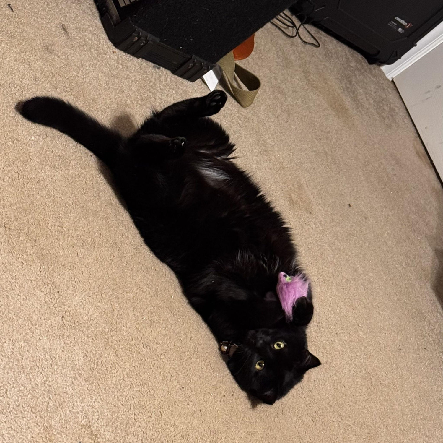 Mink Mink (Dylan's Cat)